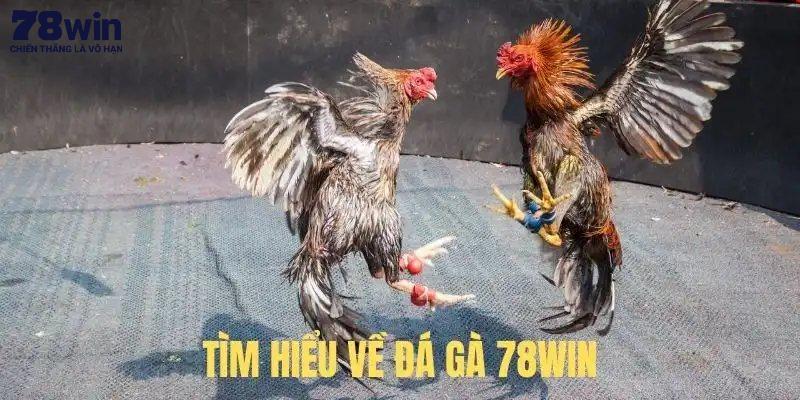 Đá gà tre thú vị do đặc tính lanh lợi của giống gà này